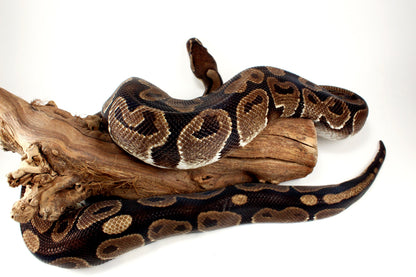 Classic Adult Ball Python All Reptiles