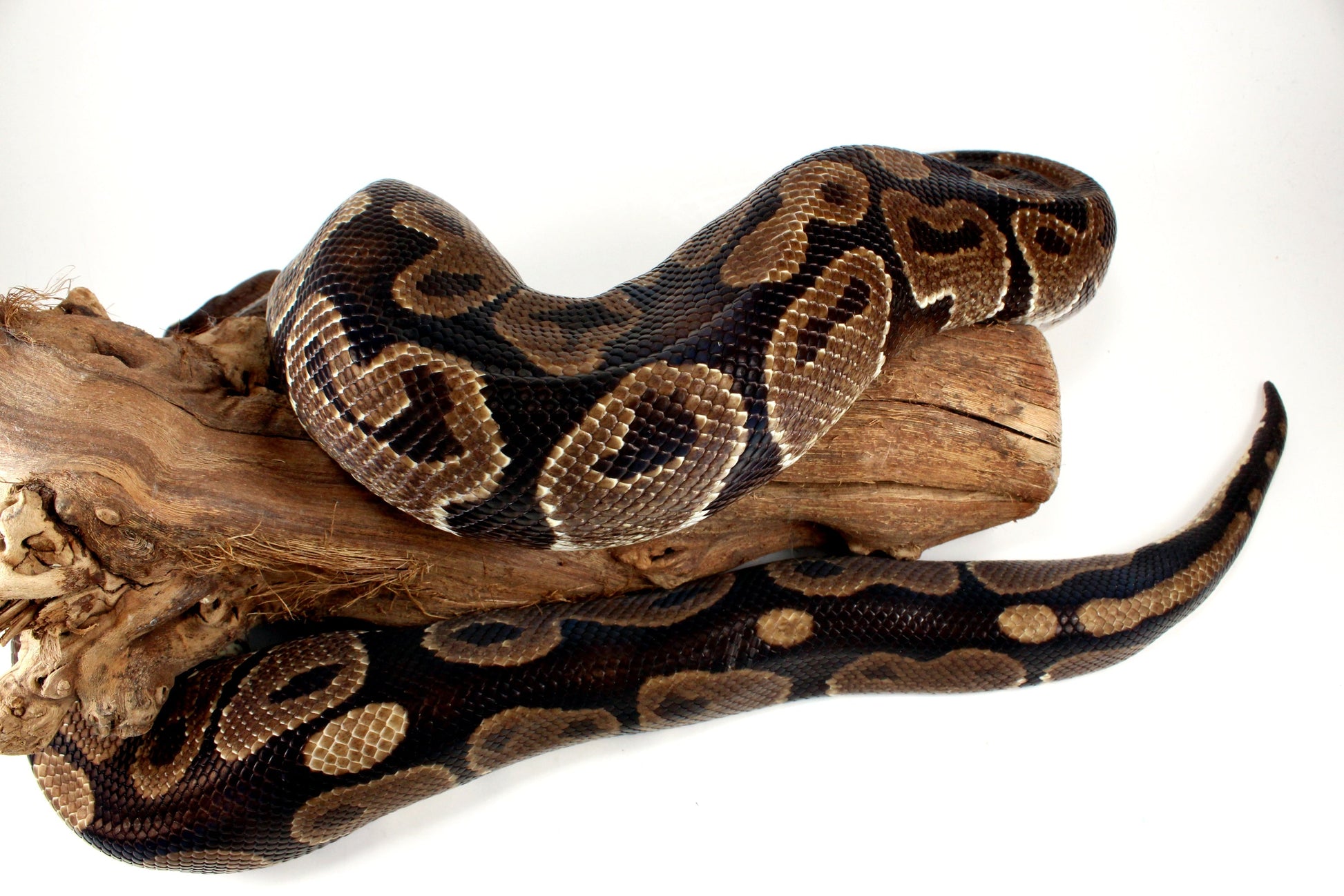 Classic Adult Ball Python All Reptiles