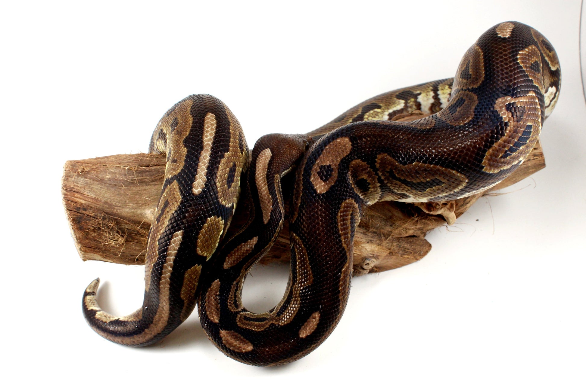 Cinnamon Adult Ball Python All Reptiles