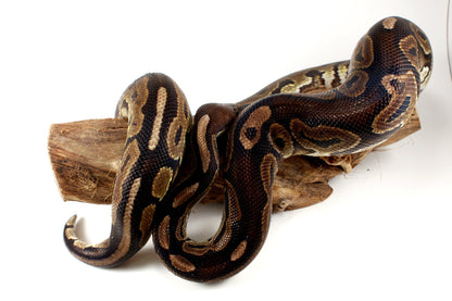 Cinnamon Adult Ball Python All Reptiles