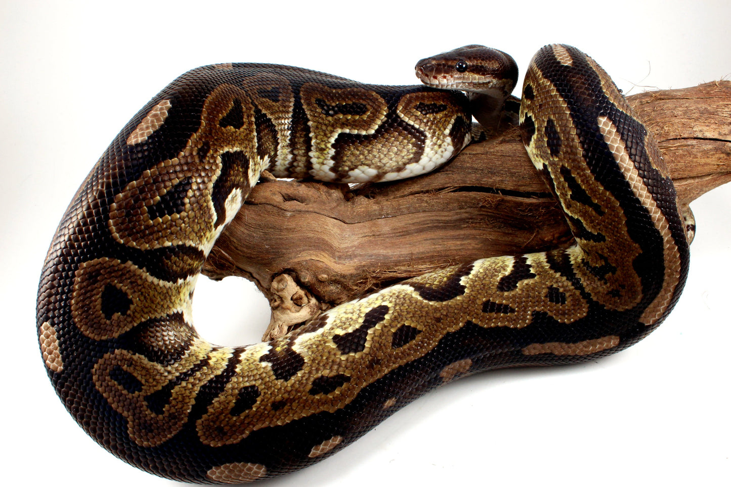 Cinnamon Adult Ball Python All Reptiles