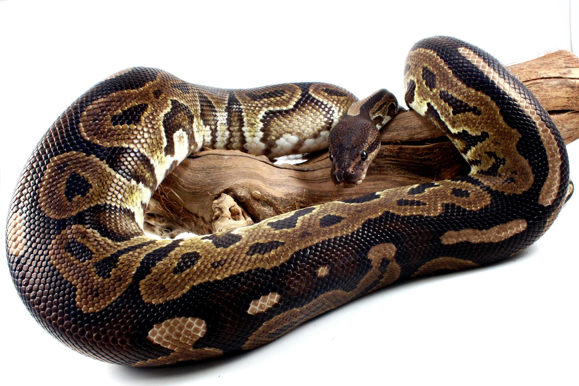 Cinnamon Adult Ball Python All Reptiles