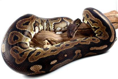 Cinnamon Adult Ball Python All Reptiles