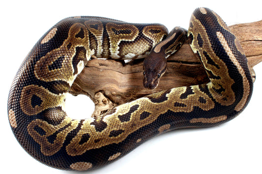 Cinnamon Adult Ball Python All Reptiles
