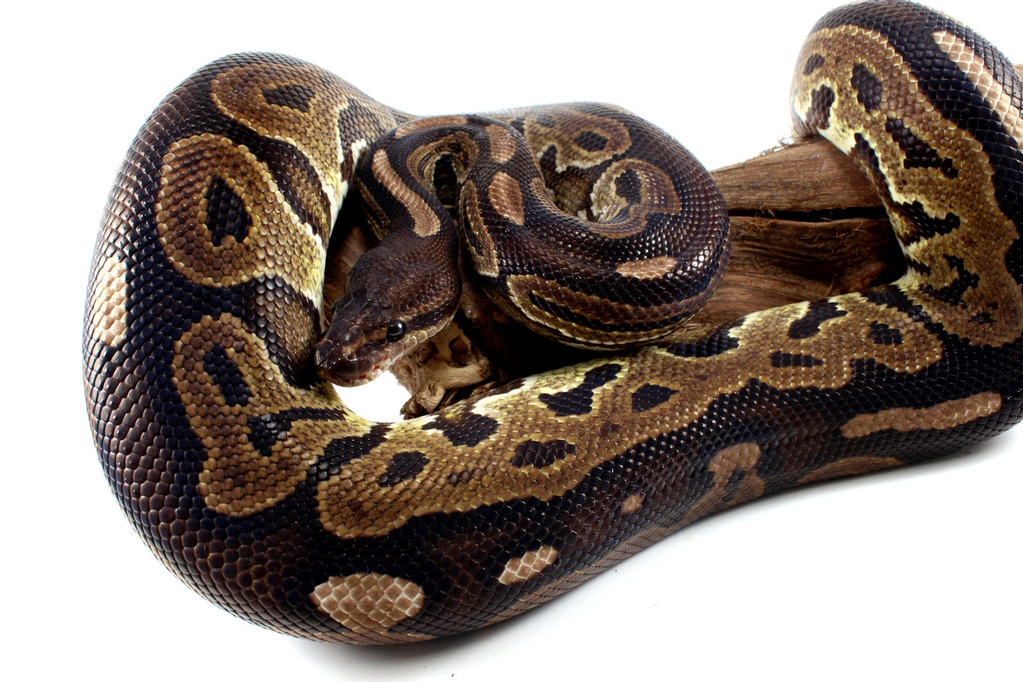 Cinnamon Adult Ball Python All Reptiles