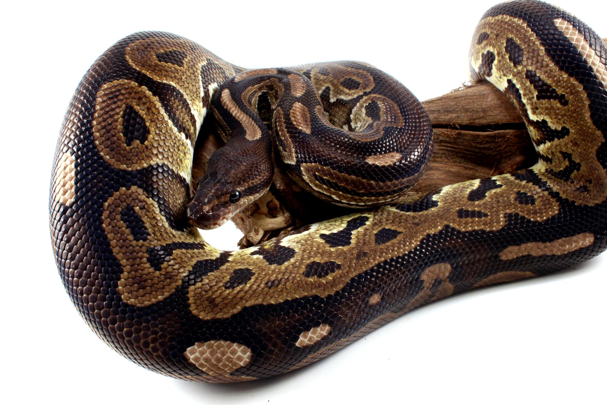 Cinnamon Adult Ball Python All Reptiles