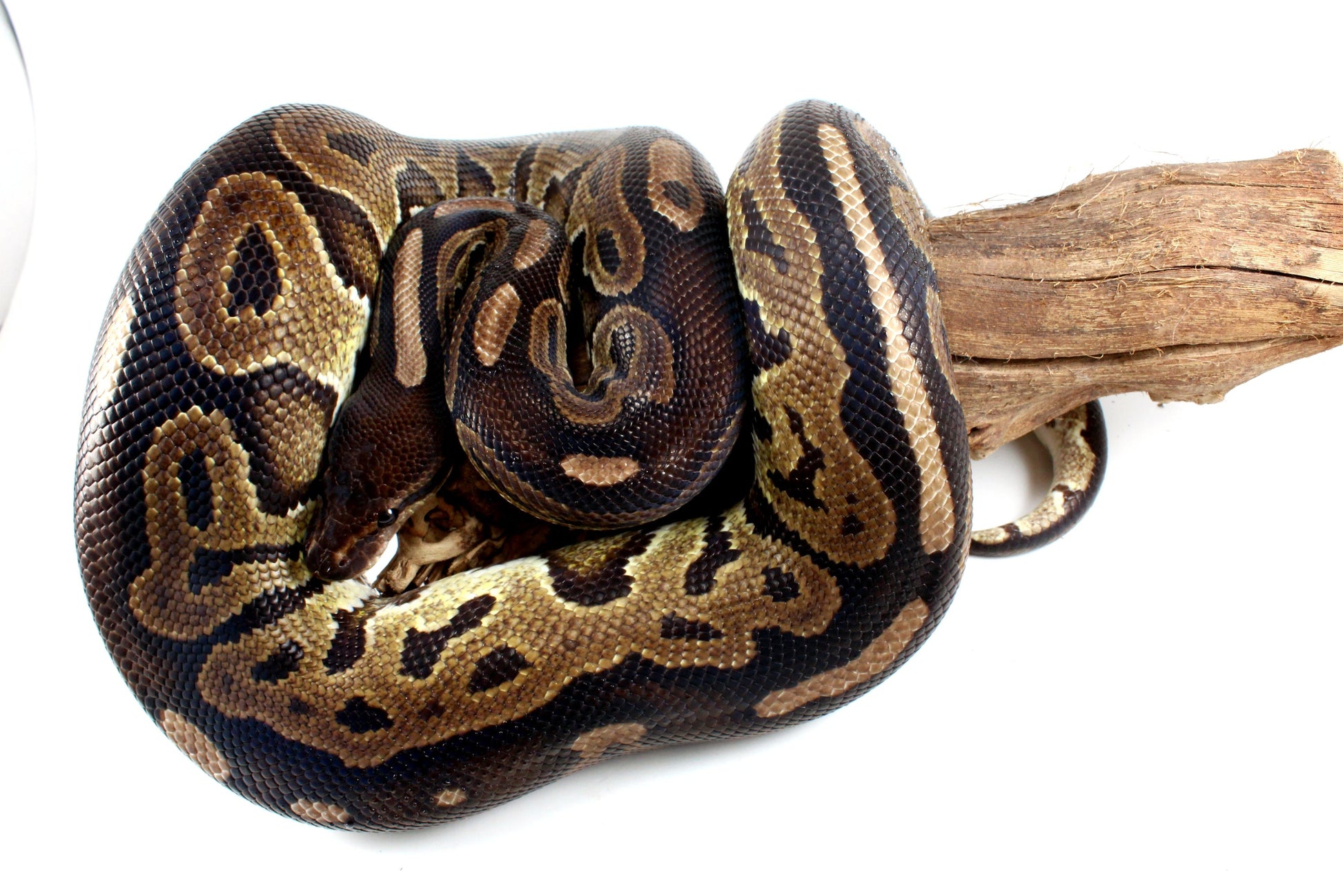 Cinnamon Adult Ball Python All Reptiles