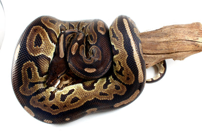 Cinnamon Adult Ball Python All Reptiles