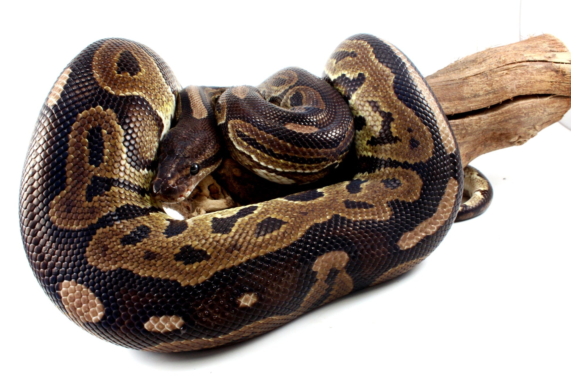 Cinnamon Adult Ball Python All Reptiles