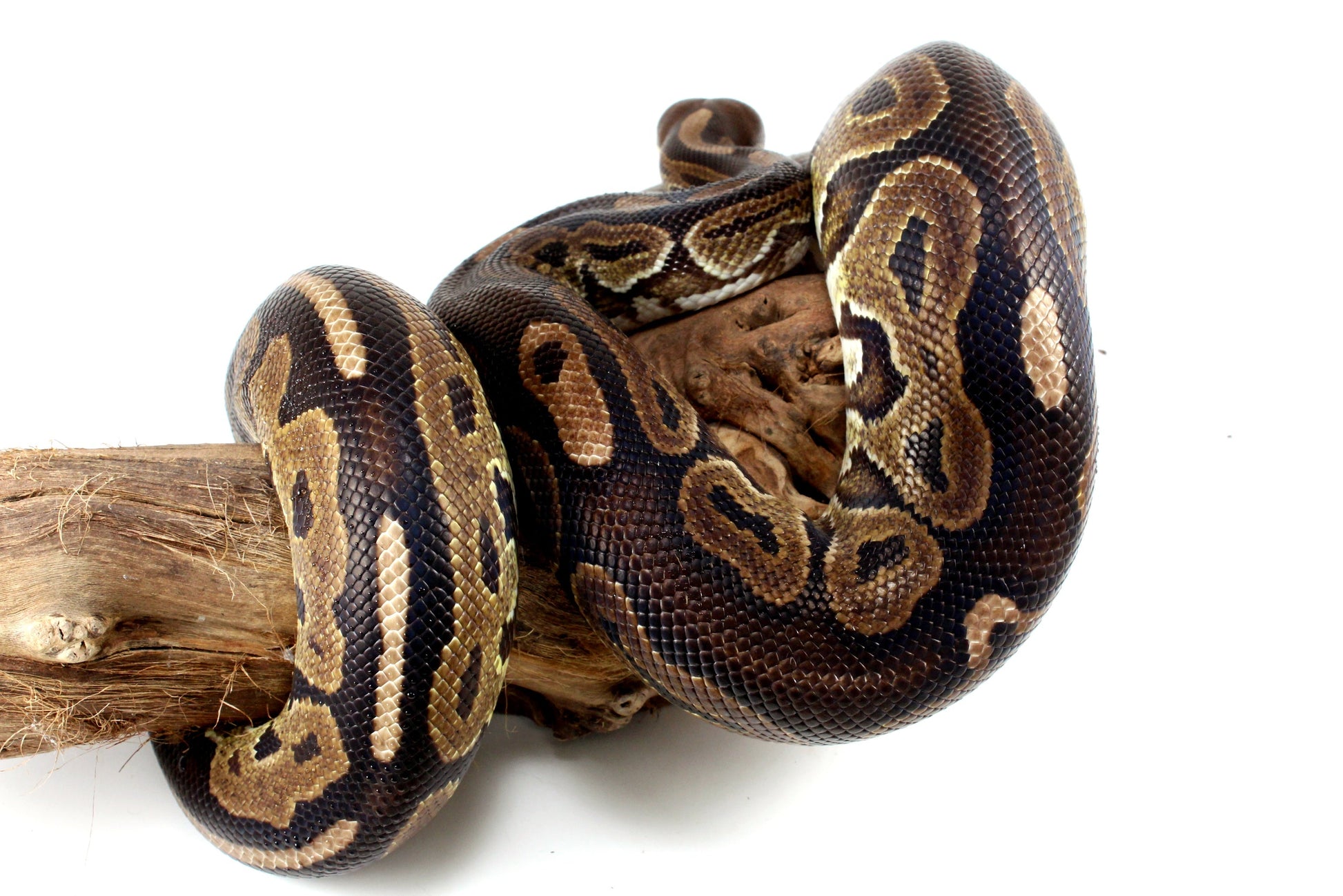 Cinnamon Adult Ball Python All Reptiles