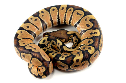 Hypo Ball Python All Reptiles