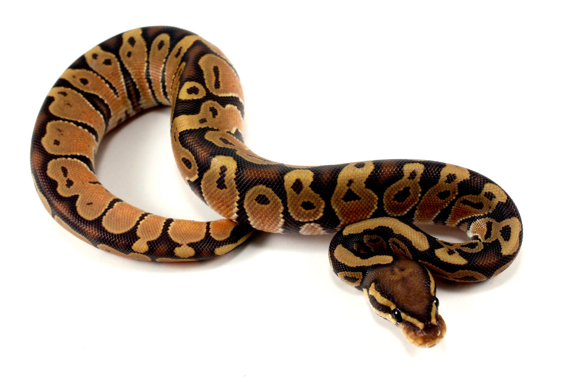 Hypo Ball Python All Reptiles