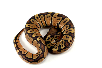 Hypo Ball Python All Reptiles