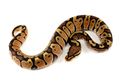 Hypo Ball Python All Reptiles