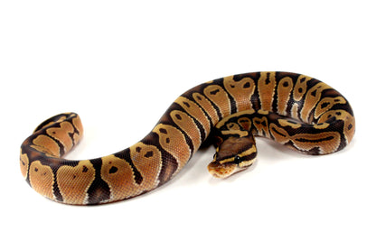 Hypo Ball Python All Reptiles