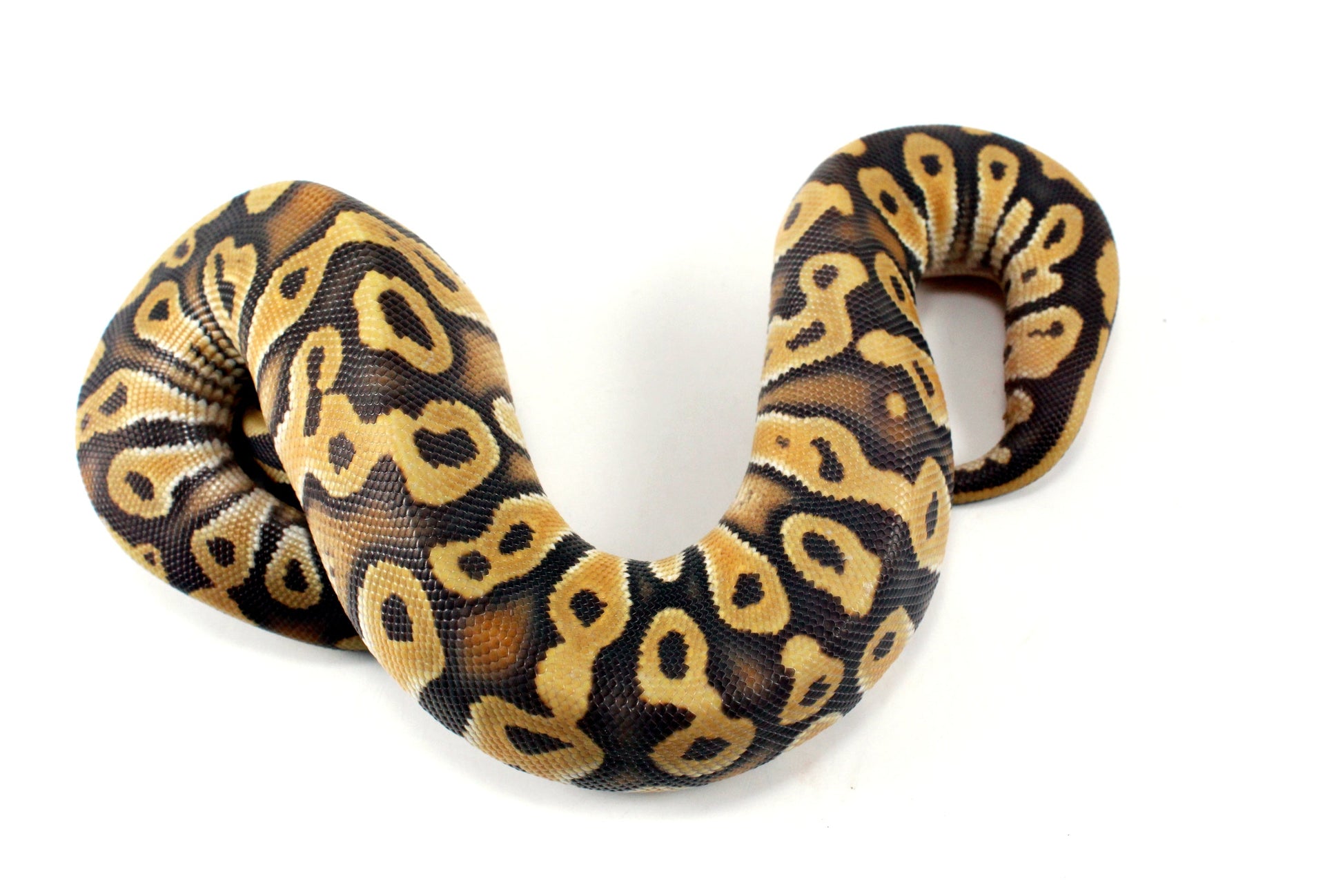Hypo Phantom Orange Dream Ball Python All Reptiles