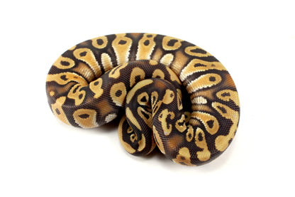 Hypo Phantom Orange Dream Ball Python All Reptiles