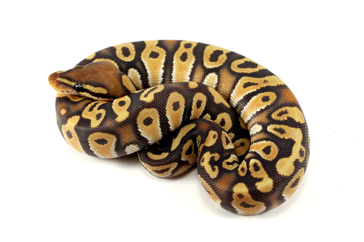 Hypo Phantom Orange Dream Ball Python All Reptiles