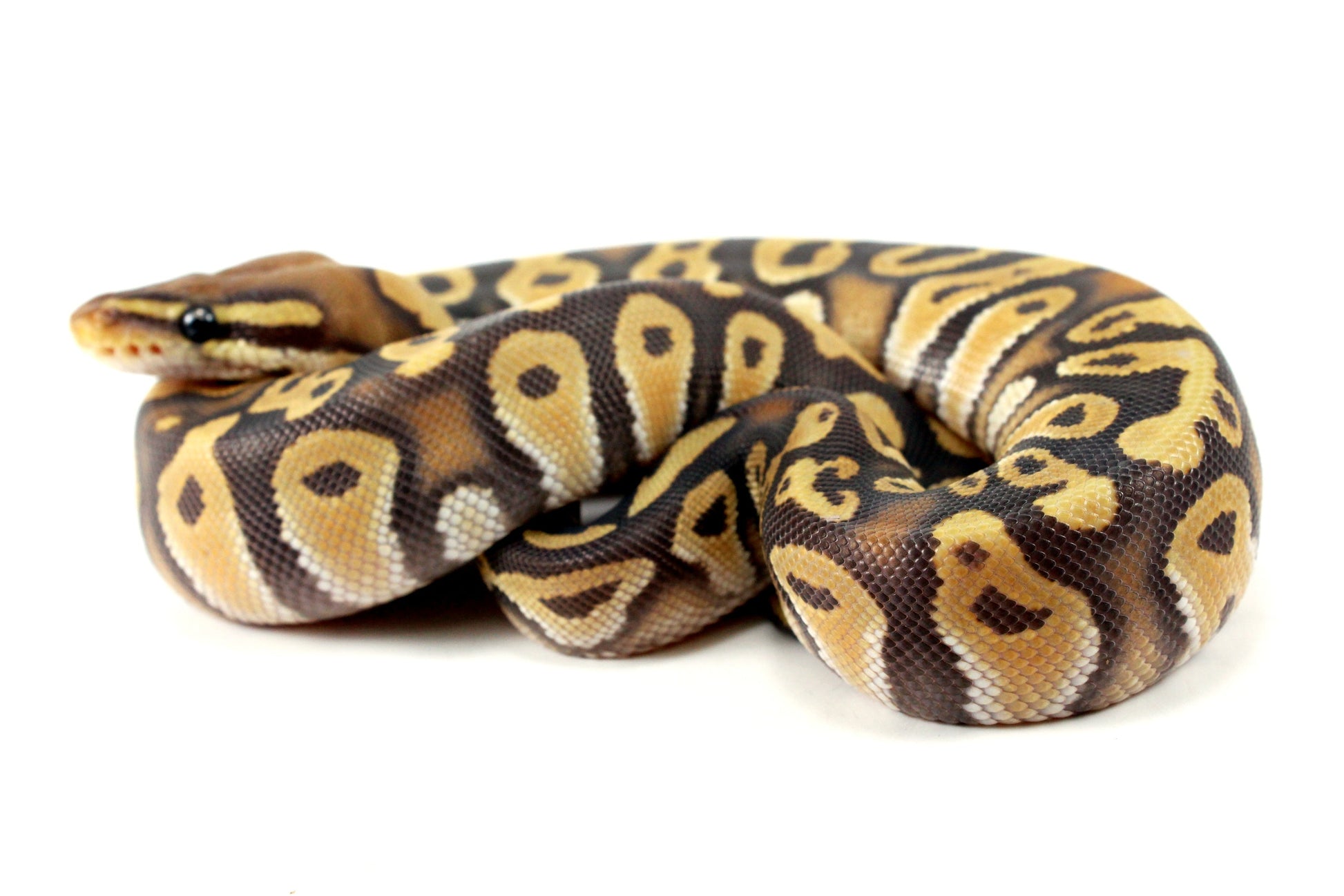 Hypo Phantom Orange Dream Ball Python All Reptiles