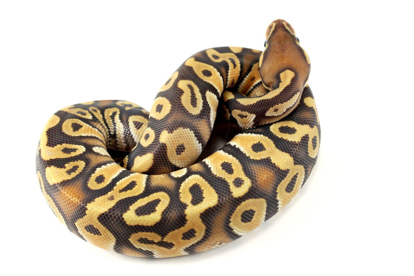 Hypo Phantom Orange Dream Ball Python All Reptiles