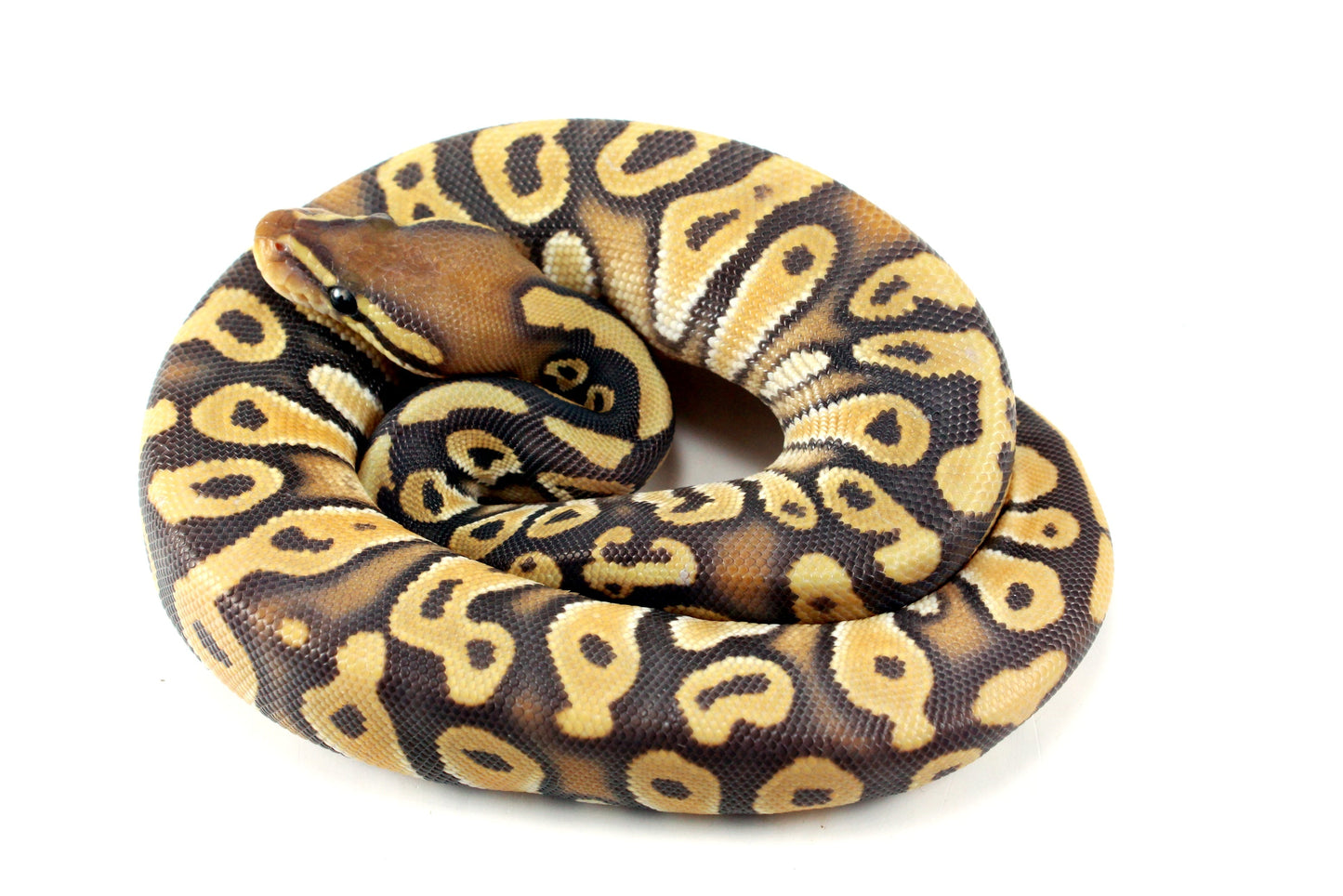 Hypo Phantom Orange Dream Ball Python All Reptiles