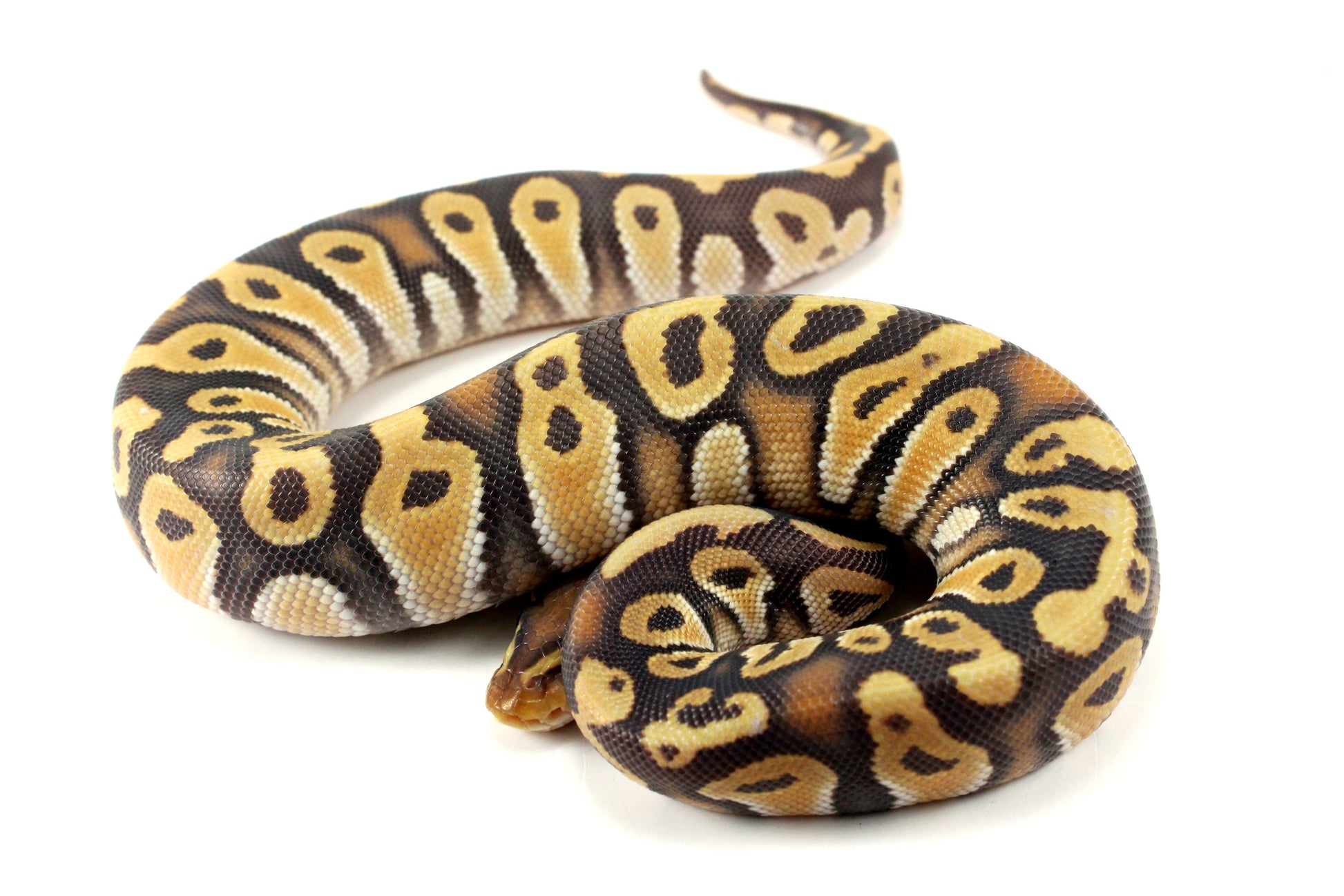 Hypo Phantom Orange Dream Ball Python All Reptiles