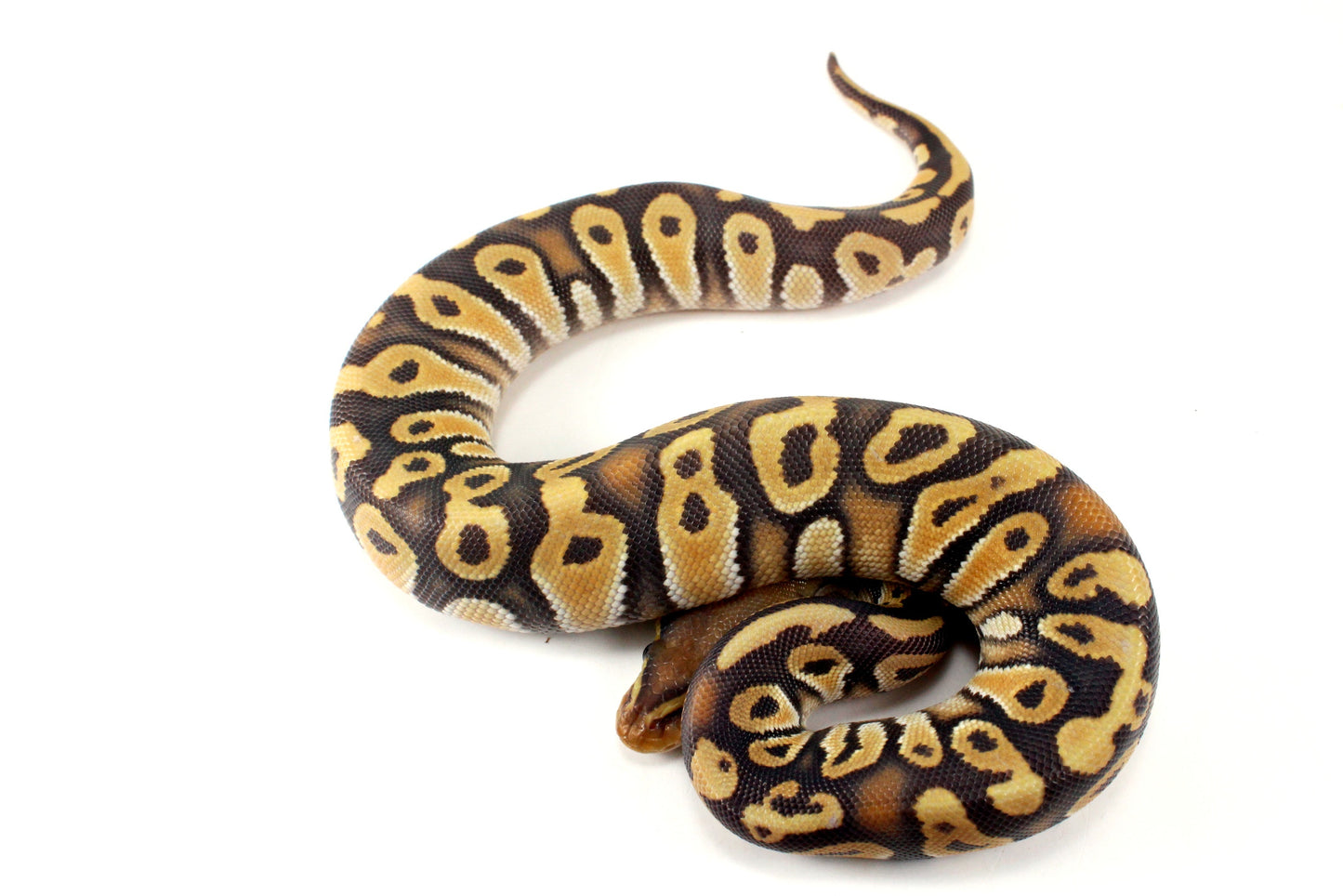 Hypo Phantom Orange Dream Ball Python All Reptiles