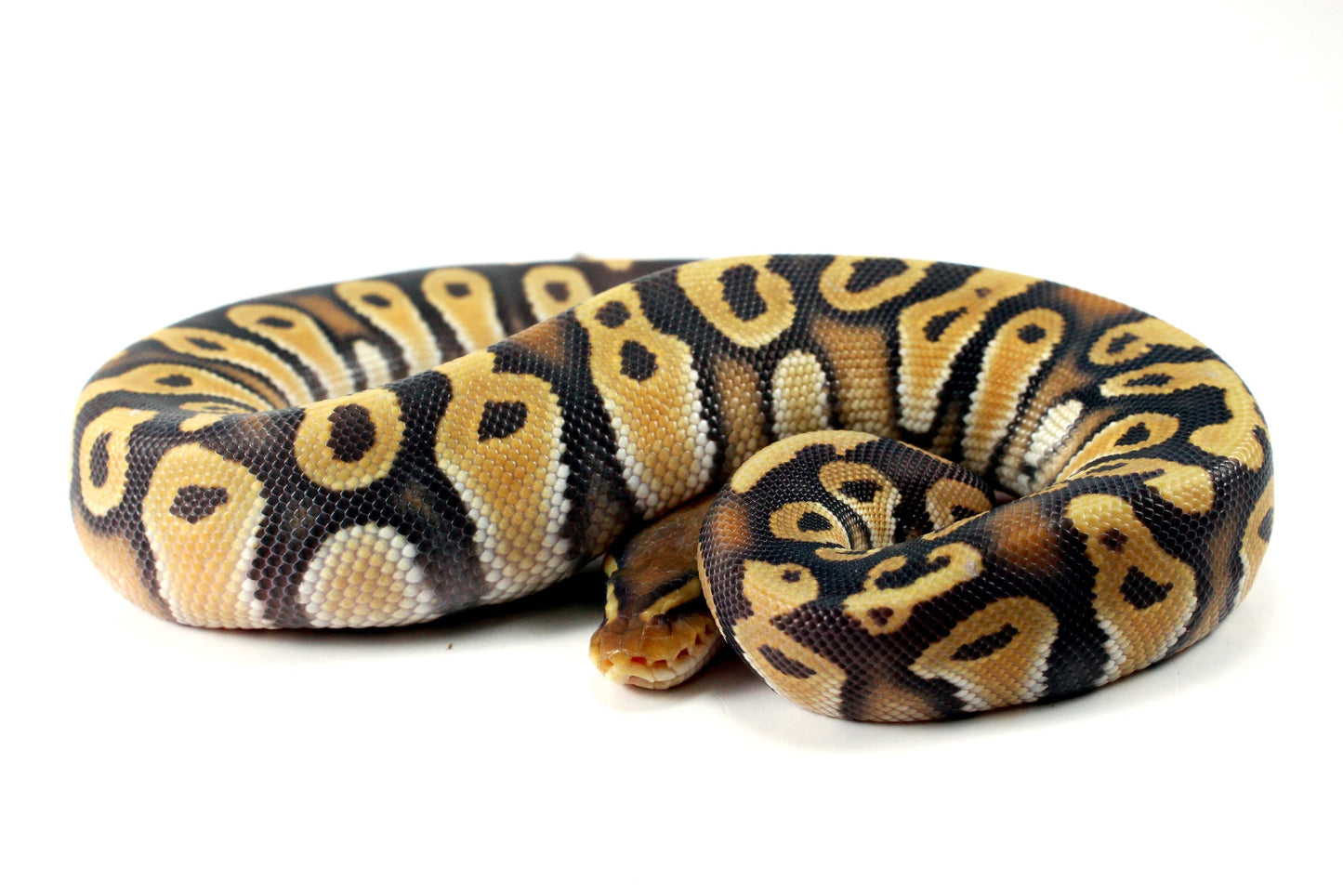 Hypo Phantom Orange Dream Ball Python All Reptiles