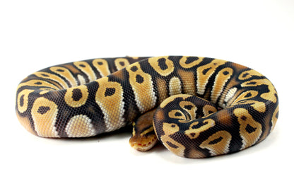 Hypo Phantom Orange Dream Ball Python All Reptiles