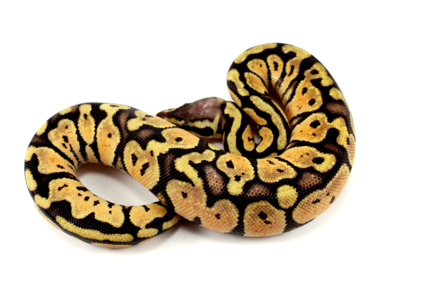 Pastel+ Ball Python All Reptiles