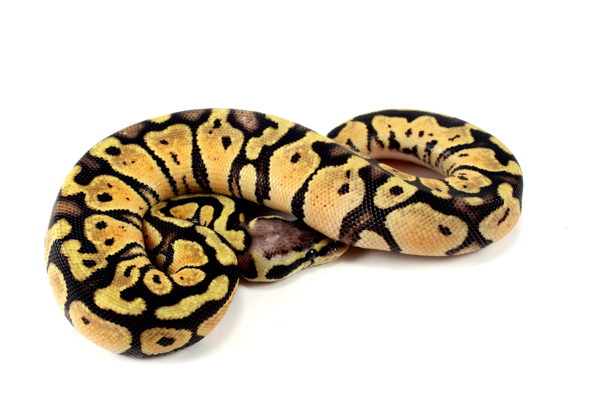 Pastel+ Ball Python All Reptiles