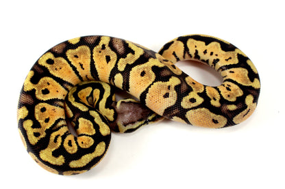 Pastel+ Ball Python All Reptiles
