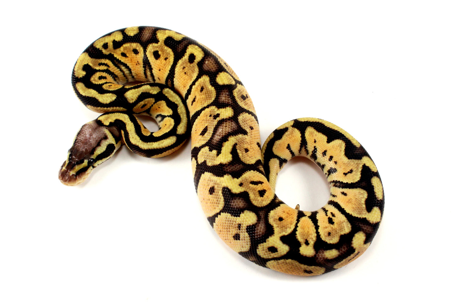 Pastel+ Ball Python All Reptiles