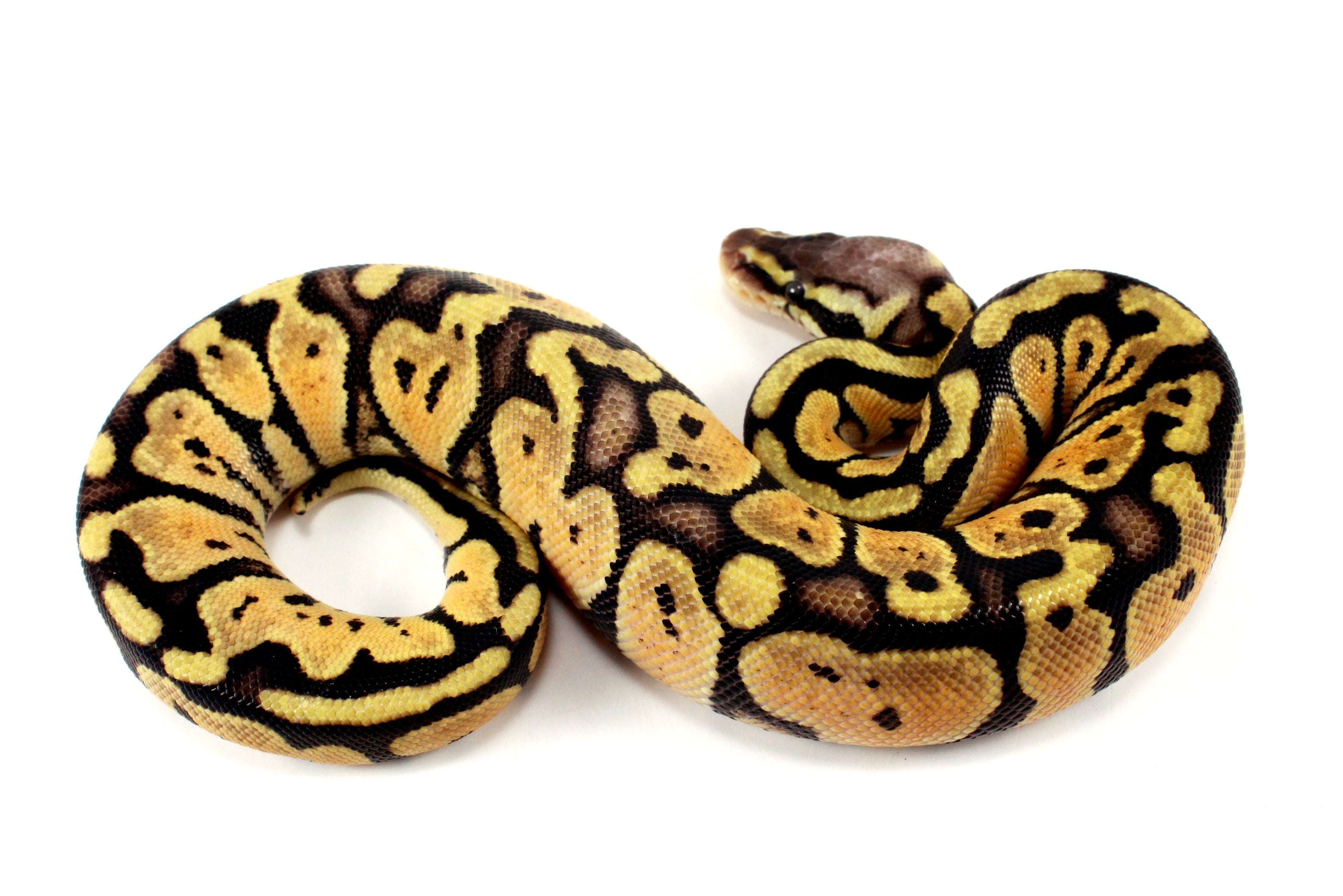Pastel+ Ball Python - All Reptiles