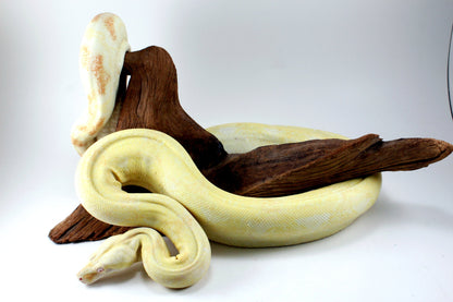 Adult Kahl Albino Colombian Boa All Reptiles