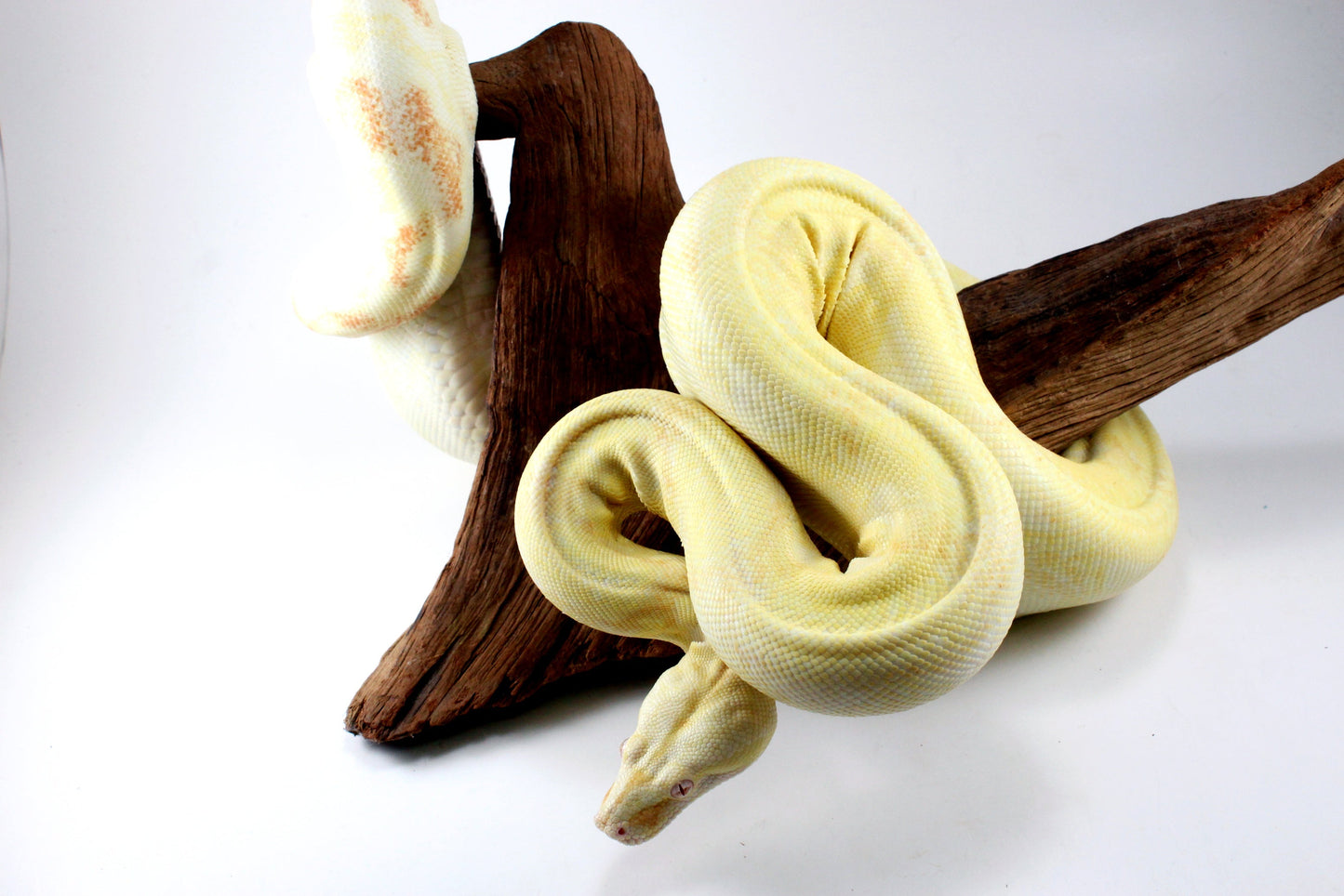 Adult Kahl Albino Colombian Boa All Reptiles