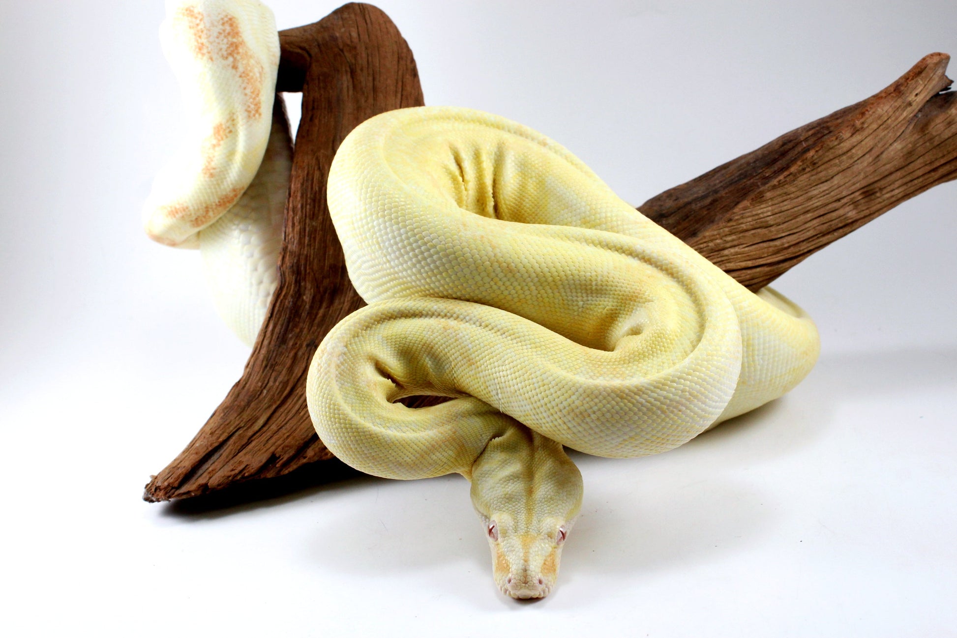 Adult Kahl Albino Colombian Boa All Reptiles