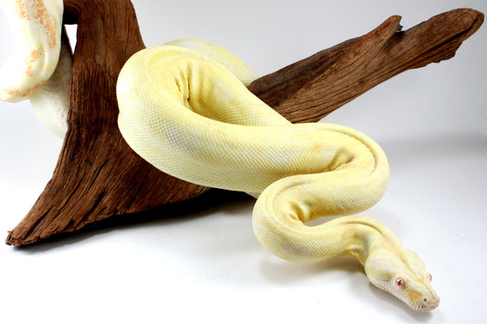 Adult Kahl Albino Colombian Boa All Reptiles