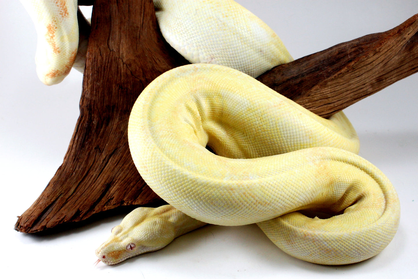 Adult Kahl Albino Colombian Boa All Reptiles
