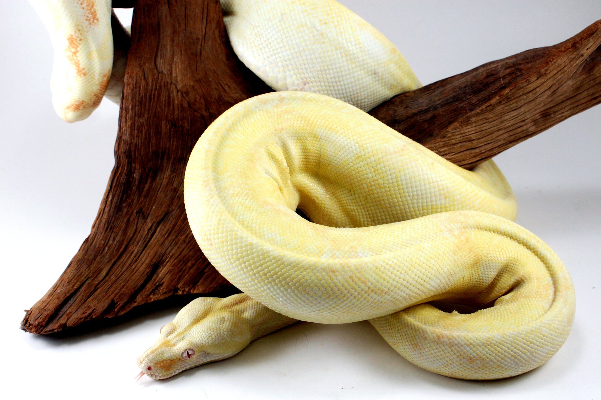 Adult Kahl Albino Colombian Boa All Reptiles