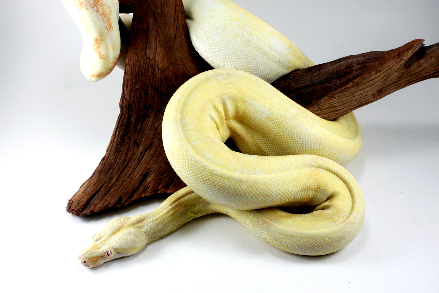 Adult Kahl Albino Colombian Boa All Reptiles