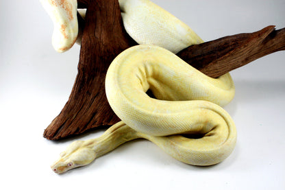 Adult Kahl Albino Colombian Boa All Reptiles