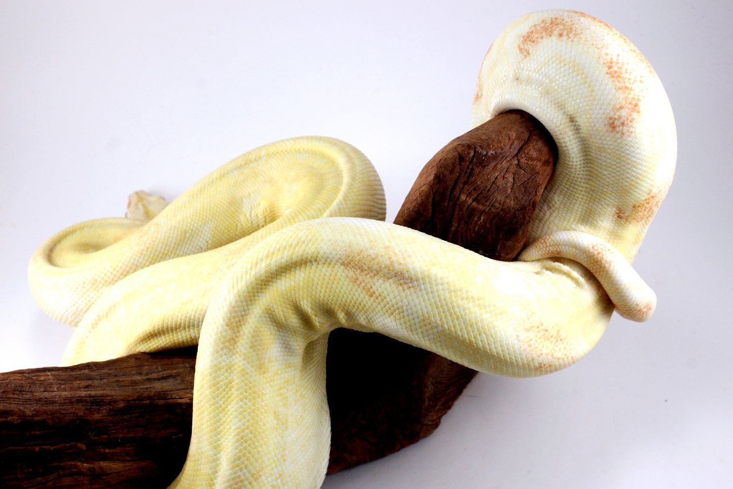 Adult Kahl Albino Colombian Boa All Reptiles