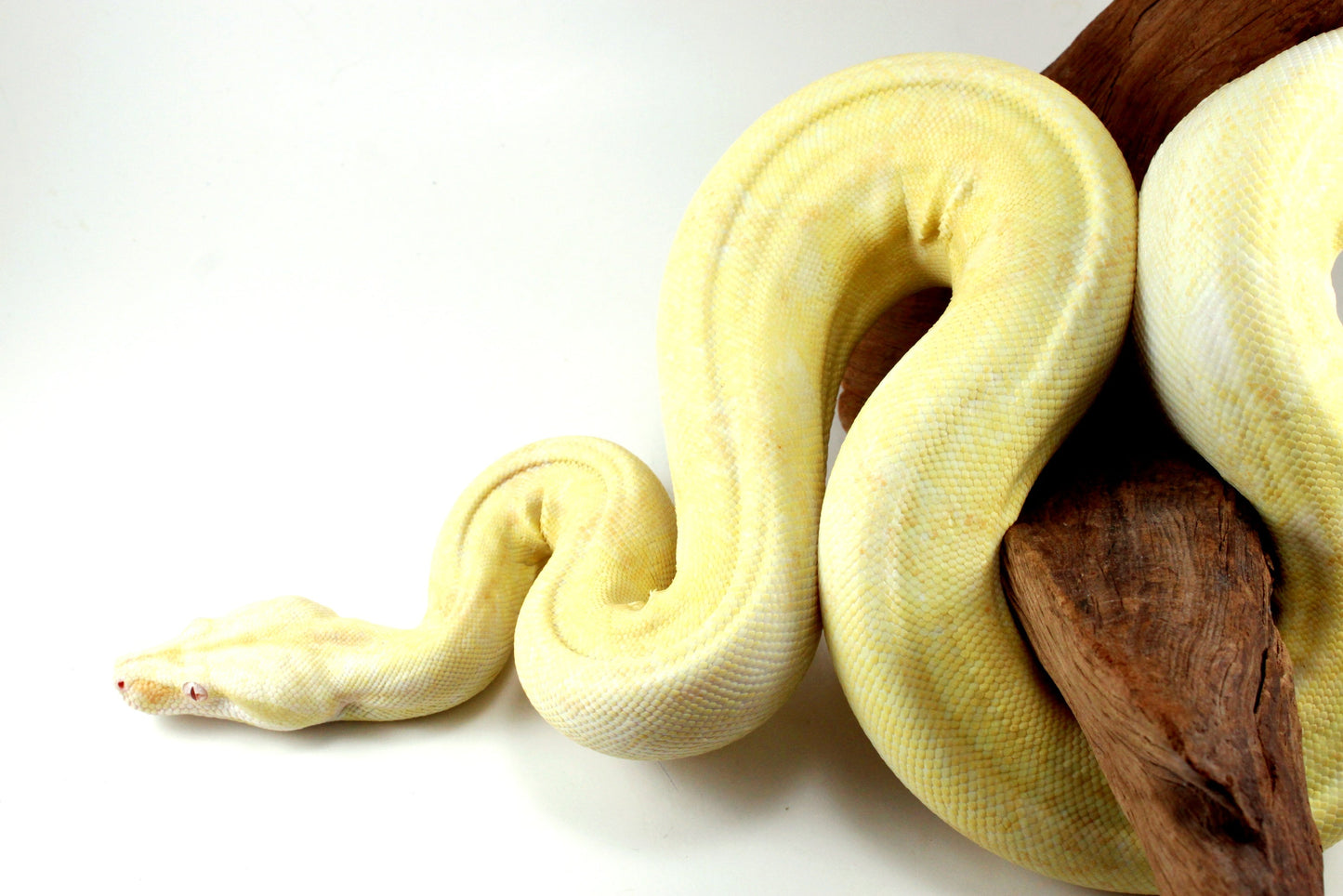 Adult Kahl Albino Colombian Boa All Reptiles