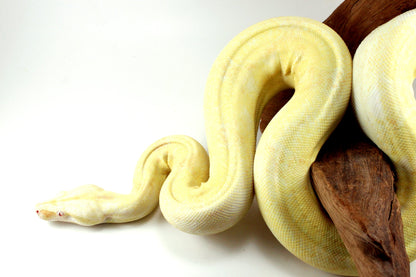 Adult Kahl Albino Colombian Boa All Reptiles