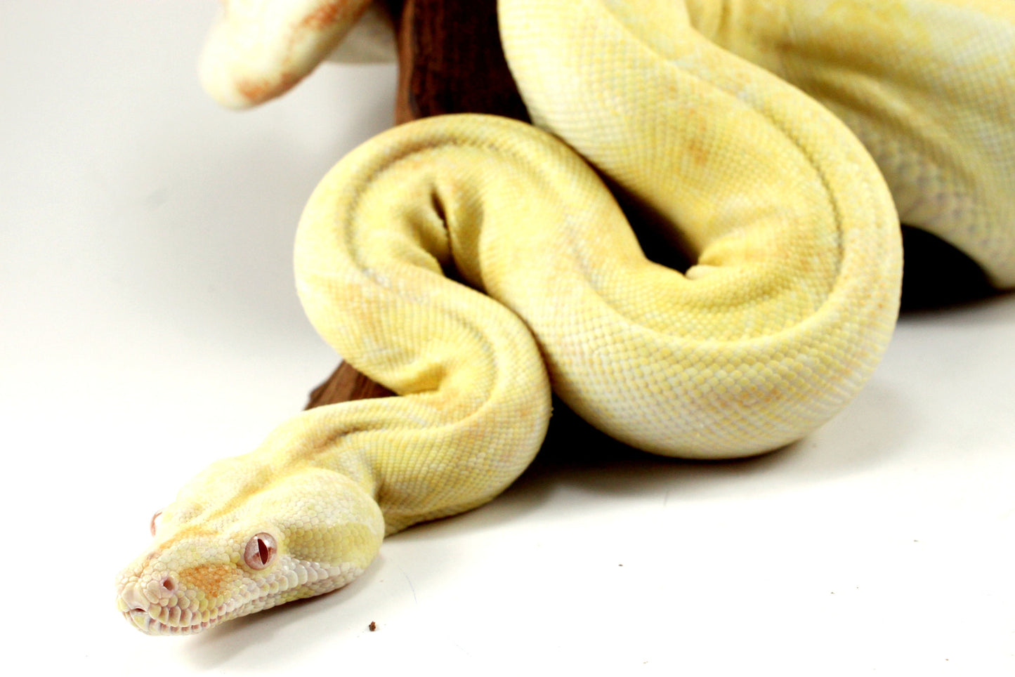Adult Kahl Albino Colombian Boa All Reptiles