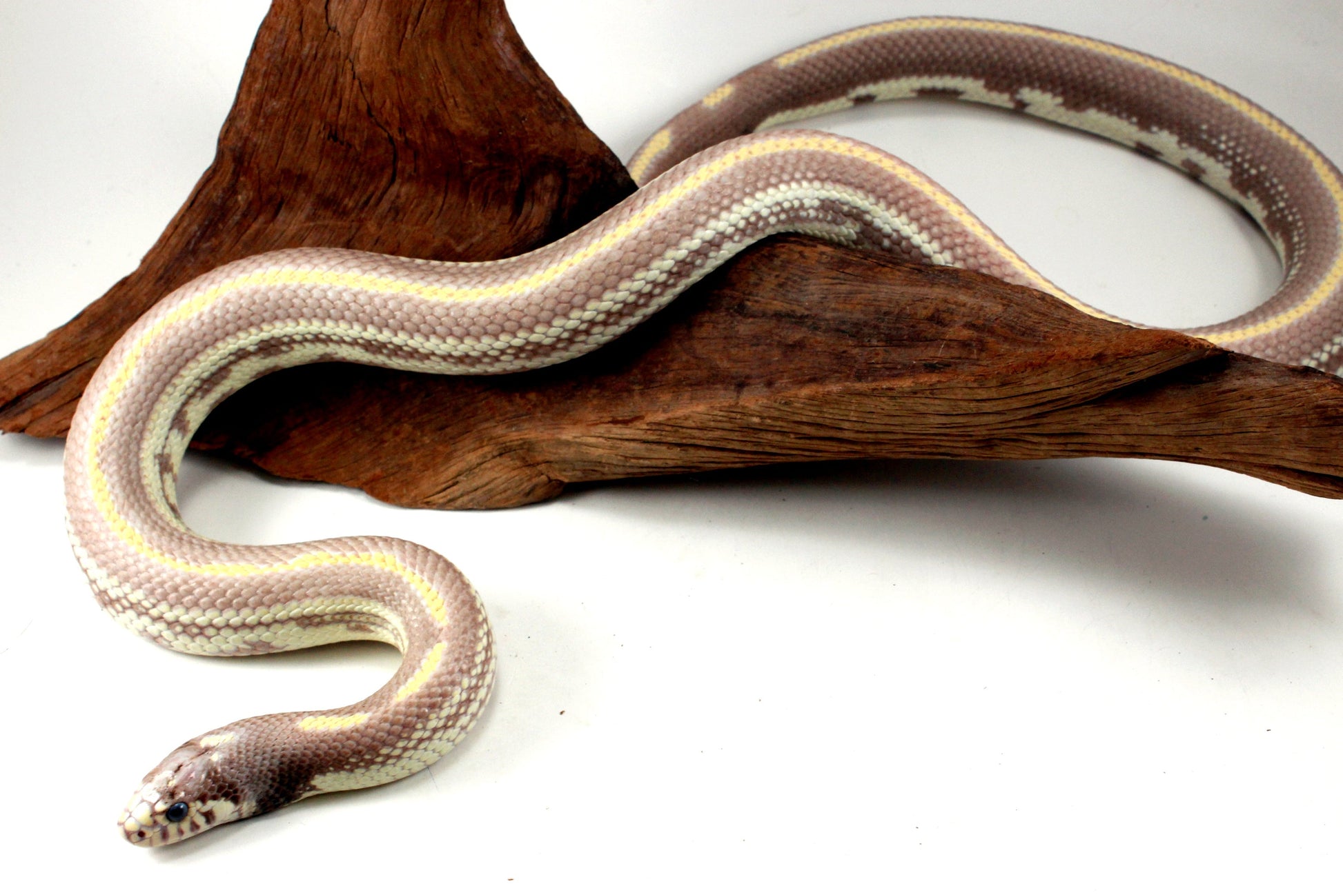 Blue Eyed Blonde California Kingsnake All Reptiles