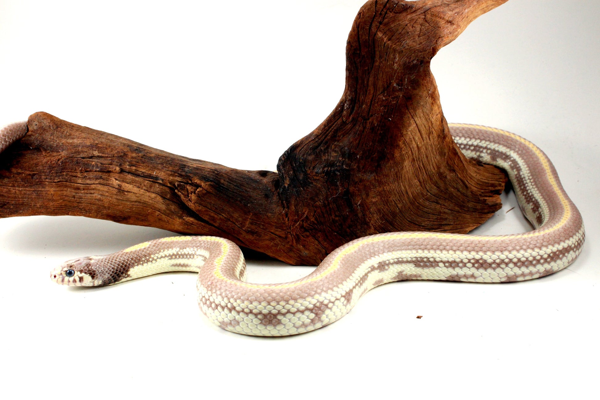 Blue Eyed Blonde California Kingsnake All Reptiles