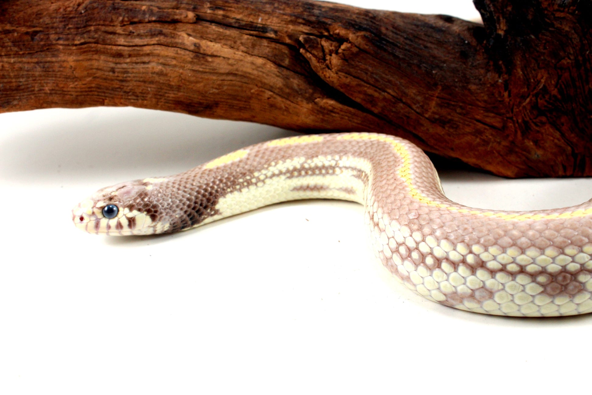 Blue Eyed Blonde California Kingsnake All Reptiles