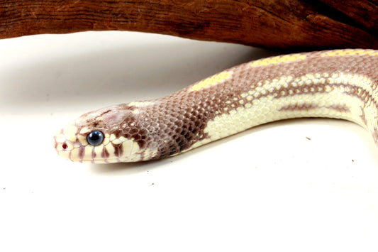Blue Eyed Blonde California Kingsnake All Reptiles